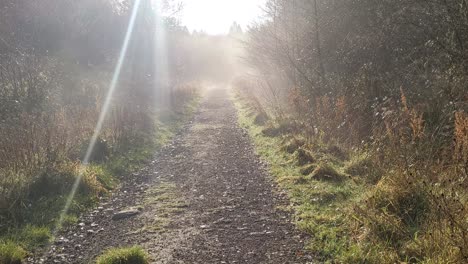 Morning-Lit-Misty-Foggy-Path-with-Sun-Flare-and-Woodland-on-Both-Sides-UK-4K