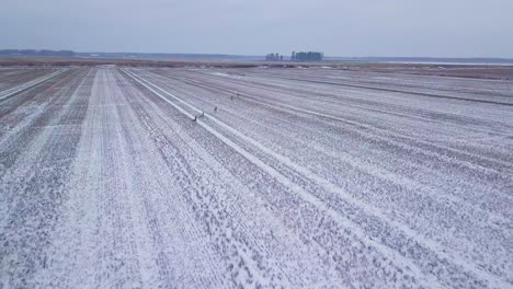 Aerial-birdseye-view-of-European-roe-deer-group-running-on-the-snow-covered-agricultural-field,-overcast-winter-day,-wide-angle-drone-shot-moving-forward