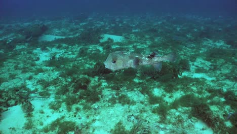 Gran-Pez-Puercoespín-Nadando-Sobre-El-Arrecife-En-El-Mar-Caribe-De-Cozumel