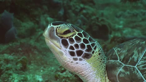 Close-up-of-a-sea-turtle-head-resting-on-coral-reef-in-Cozumel-Mexico