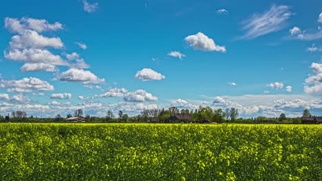 Fluffy-cloudscape-time-lapse-over-a-field-of-rapeseed-crop-in-the-countryside
