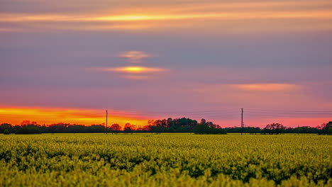 Looking-beyond-the-rapeseed-crop-in-bloom-at-the-colorful-sunset-on-the-horizon---time-lapse
