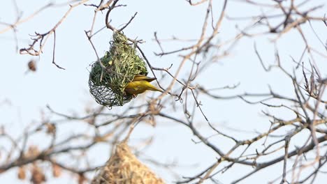 Male-Lesser-masked-weaver-a-small-yellow-bird-with-a-black-mask-busy-weaving-a-nest