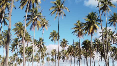 Coconut-palm-trees-with-blue-cloudy-sky-cinematic-footage