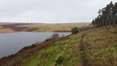 Windturbinenpark-Mit-Kameraschwenk-Zur-Waldplantage-Mit-Neuen-Bäumen,-Die-In-Wales-Großbritannien-Gepflanzt-Wurden---Luftdrohnenaufnahme-4k