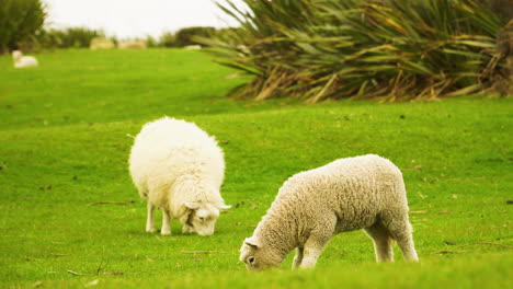 Zwei-Borderdale-Schafe-Ernähren-Sich-Von-Grünen-Wiesen-In-Neuseeland