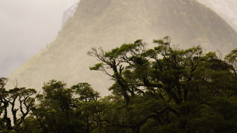 Tree-line-in-foreground-and-foggy-mountain-slope-in-background