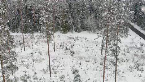 Nevando-En-El-Bosque-De-Invierno,-Mosca-De-Baja-Altitud-Cerca-De-Pinos