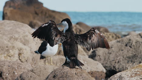View-Of-A-Pied-Shag-Drying-Its-Wings-Near-The-Ocean---close-up