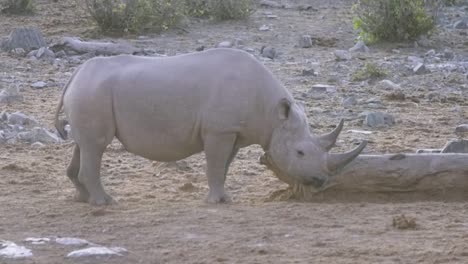 Rinoceronte-Negro-En-El-Parque-Nacional-De-Etosha-De-Cerca