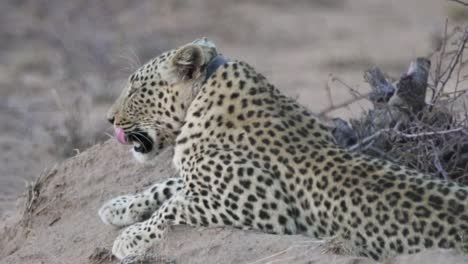 Leopard-lounging-at-Okonjima-Nature-Reserve-Close-up