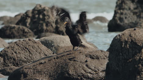 Pied-Shag-Juvenile-Drying-Its-Wings-While-Standing-On-Rocks---wide