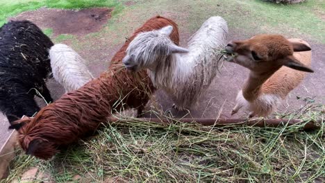 Overhead-view-of-Alpacas-eating-grass-in-peru-at-a-local-farm