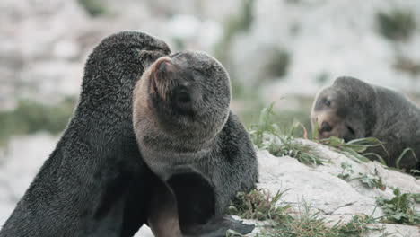 New-Zealand-Fur-Seal-Pups-Playing-Together---close-up