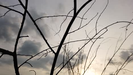 shot-from-top-to-bottom-silhouette-tree-branches-in-the-evening