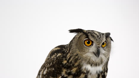 Eurasian-eagle-owl-looking-down-then-stares-towards-camera---white-background
