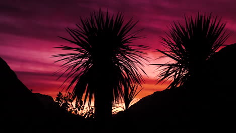 Palmensilhouette-Bei-Sonnenuntergang-Mit-Dramatisch-Rotem-Himmel