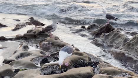 Seagulls-on-rocks-with-ocean-waves-coming-ashore