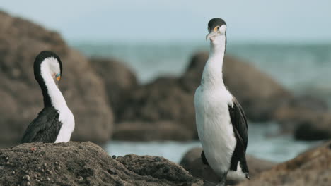 Pied-Shag-Birds-On-The-Rock-Near-The-Ocean---close-up