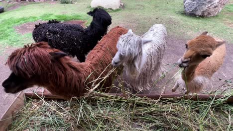 A-herd-of-Llamas-and-alpacas-are-eating-greens-and-grass-at-a-farm-in-Peru