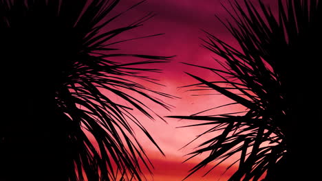 Silhouette-of-two-Cabbage-trees-in-the-afternoon-sunset