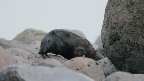 Young-New-Zealand-Fur-Seal-Pup-Walking-On-Rocks