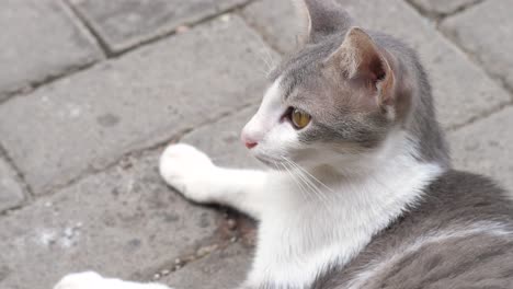 close-up-of-a-cat-sitting-on-the-street