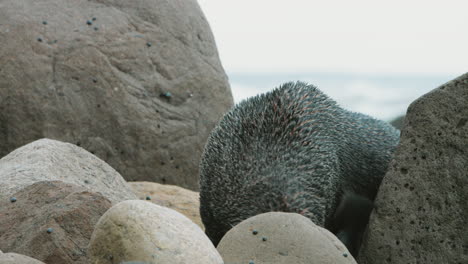 Adult-Fur-Seal-resting-on-white-beach-rocks---Close-up