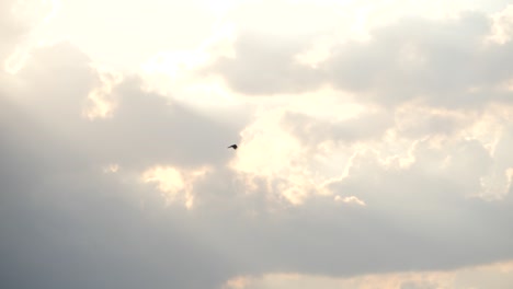 Falcon-Hawk-Stetig-Fliegen-Klarer-Himmel
