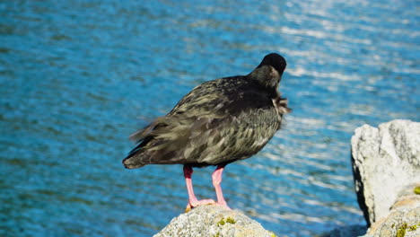 Variable-oystercatcher--on-a-rock-in,-New-Zealand