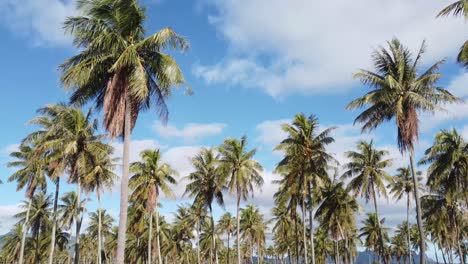 Cinematic-aerial-footage-of-Coconut-palm-trees-on-a-sunny-day