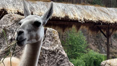 A-white-llama-is-chewing-on-grass-at-a-farm-in-Peru