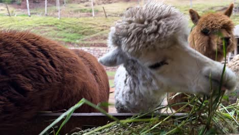 Llama-group-with-fluffy-fur-is-eating-grass-during-the-daytime-in-Peru