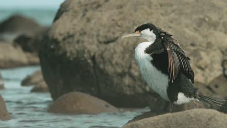 Pied-Shag-Standing-On-The-Rock-And-Drying-Its-Wings---close-up