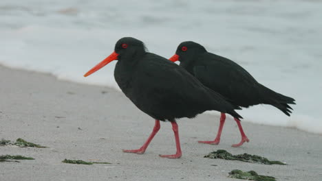 Two-Variable-Oystercatchers-With-Black-Plumage-On-The-Sandy-Beach-In-New-Zealand