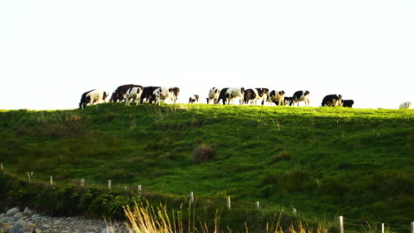 Black-and-white-dairy-cows-graze-in-a-farm-field,-New-Zealand