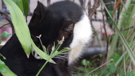 Nahaufnahme-Der-Schwarzen-Und-Weißen-Katze,-Die-Ihren-Körper-Leckt