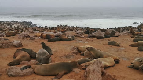 Colony-of-Cape-Fur-Seals-on-coast-in-Cape-Cross-Seal-Reserve,-Namibia,-Africa