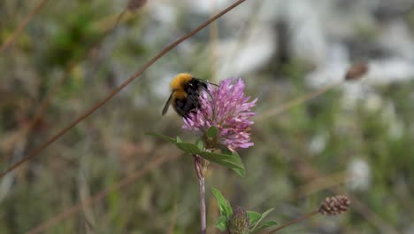 Eine-Biene-In-Patagonien,-Die-Daran-Arbeitet,-Nektar-Von-Einer-Blume-Zu-Bekommen