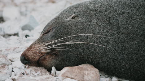 Close-Up-Of-A-Sleeping-New-Zealand-Fur-Seal