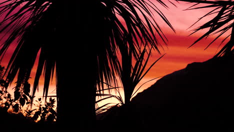 Palm-tree-silhouette-on-a-pink-sunset-background-in-New-Zealand