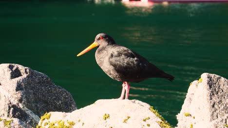 Oystercatcher-bird-sunbathing-on-a-lake-in-Milford-sound,-New-Zealand