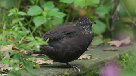 Brown-dipper-puffing-up-and-balancing-on-one-leg-to-conserve-body-warmth,-green-background