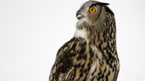 Eurasian-eagle-owl-looks-around-against-white-backdrop---close-up-on-face