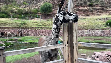 Feeding-a-tall-Llama-in-first-person-POV