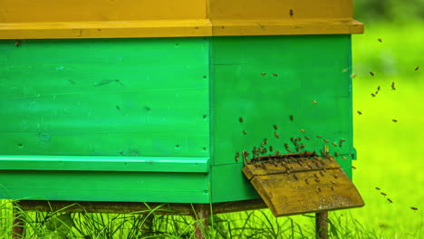 Bees-flying-in-and-out-of-green-color-beehive-and-natural-meadow,-fusion-time-lapse