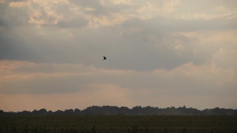 falcon-hawk-steady-fly-skyline