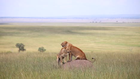 Lioness-watching-the-prey-from-a-mound