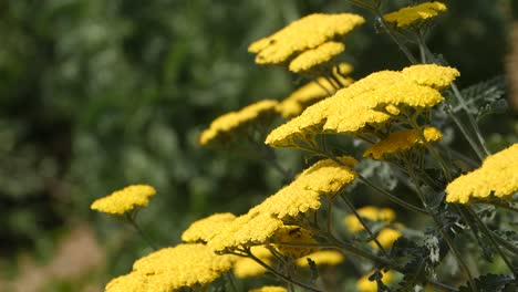 Gelbe-Blumen-Auf-Einer-Leichten-Windnahaufnahme