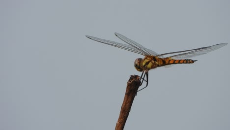 Beautiful-Dragonfly---wind--wings-